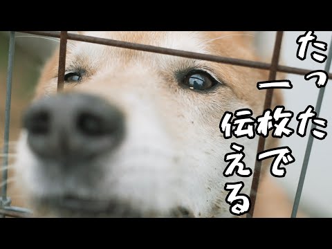 動画では伝わらない事を写真で表現する(YouTube)