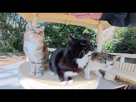 3匹の猫ちゃんがテーブルの上で整列してナデナデを求めてきた(YouTube)
