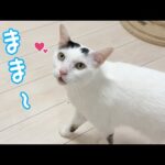 「ままー」と言いながら甘えにくるおしゃべり猫チロさん(YouTube)