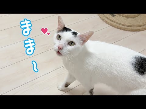 「ままー」と言いながら甘えにくるおしゃべり猫チロさん(YouTube)