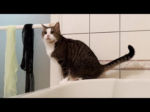 お風呂から出たいけどお父さんが心配で出て行けない猫(YouTube)