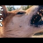 家族全員を噛んでしまった柴犬巧くんを激写した結果はこちらです(YouTube)