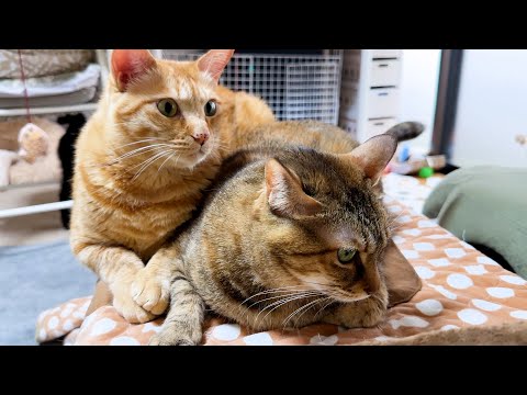 突然の弟猫の行動に石化…。愛され猫の一日の行動が可愛すぎました(YouTube)