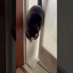 オデコはすごく賢い子なんです(YouTube)