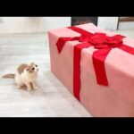 2歳になった猫にとびきりの誕生日プレゼントをあげたら反応が100点すぎましたwww(YouTube)