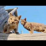 わんぱくな猫達が公園の遊具をキャットタワーにして元気に遊ぶ(YouTube)