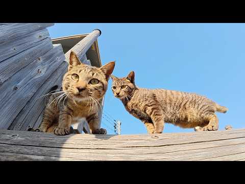 わんぱくな猫達が公園の遊具をキャットタワーにして元気に遊ぶ(YouTube)