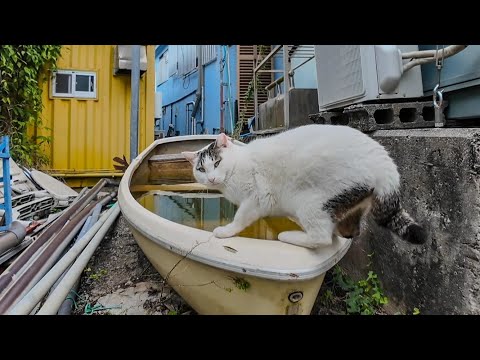 押すなよ！絶対に押すなよ！(YouTube)