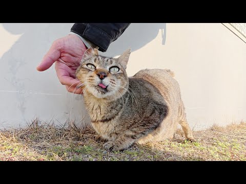 三毛猫おばあちゃんをモフっていたらキジトラおじいちゃんも寄ってきた(YouTube)