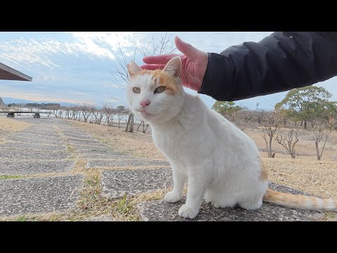 微妙な距離感の茶シロ猫コンビを和解させようとした結果…(YouTube)