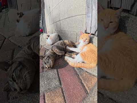 お腹を枕にされてキレる猫 #猫 #ネコ #cat(YouTube)