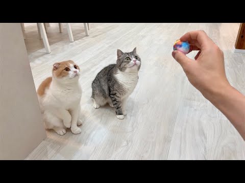 おもちゃ投げるフリして何も投げなかったときの猫たちのリアクションが120点でしたwww(YouTube)