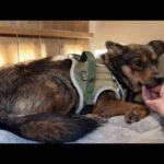 心を閉じた保護犬＋他２ブルと過ごすワンオペ・ルーティーンがこちら…(YouTube)