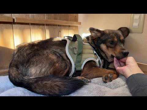 心を閉じた保護犬＋他２ブルと過ごすワンオペ・ルーティーンがこちら…(YouTube)