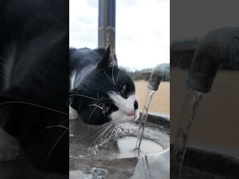 水道の水を飲む猫 #ネコ(YouTube)