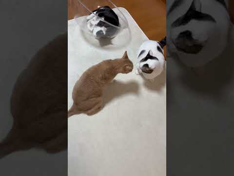 ついビビって後退りしてしまった(YouTube)