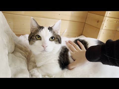 誰かが入ってると入りたくなる、ちょっと迷惑な猫(YouTube)