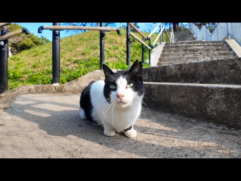 階段の下にいた猫、降りていくとモフられに寄ってきた(YouTube)