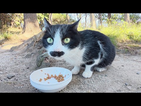 ボランティアさんの仲介で警戒心が強いヒゲ猫と交流してみた(YouTube)