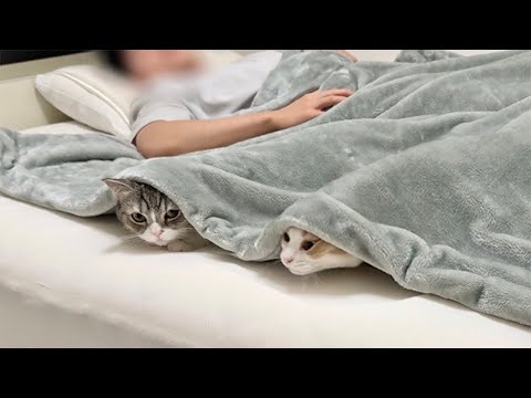 布団でおならしたら臭すぎて中で一緒に寝てた猫たちがこうなっちゃいました…(YouTube)