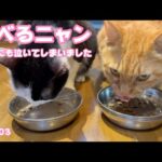 泣いてしまいました  食べるニャン  コジロー  FIP末期投薬3日目   2025 02 28 2(YouTube)