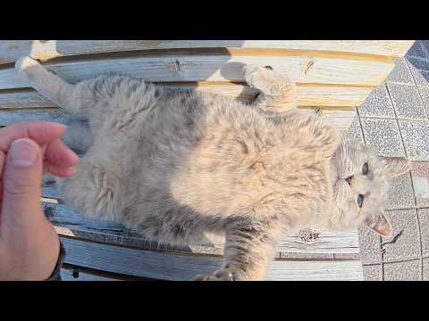 ヘソ天ポーズでお腹が冷えたトトロ猫をひざにのせて暖める(YouTube)