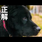 保護犬達の為には正解でしたが、、、(YouTube)