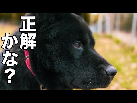 保護犬達の為には正解でしたが、、、(YouTube)