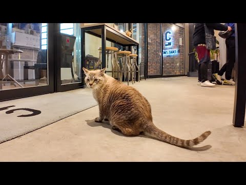 ホテルに遊びに来る猫ちゃん、自動ドアが開いたすきに入ってきた(YouTube)