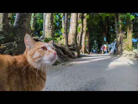 並木道を歩いていると出会った猫に謎の猫スポットに連れていかれた(YouTube)