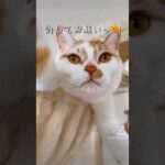 あざとい代表トロしゃん！ #shorts(YouTube)