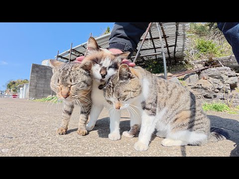 仲良し猫軍団が頭をグリグリし合ってモフりの順番を争う(YouTube)