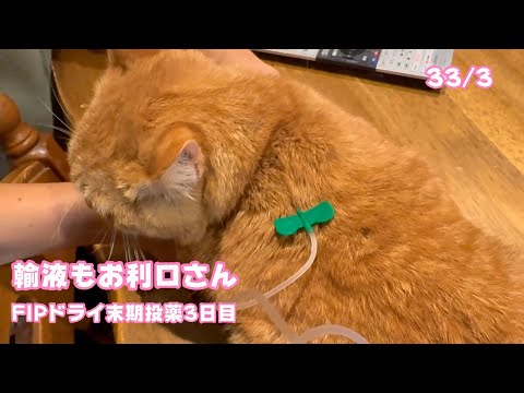 輸液も大人しくさせてくれます  FIPドライ末期投薬3日目   2025 02 28 1(YouTube)