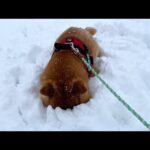 【拒否犬】どうした？雪の中で動かない柴犬の最終形態がこちら…！(YouTube)