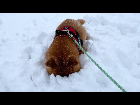 【拒否犬】どうした？雪の中で動かない柴犬の最終形態がこちら…！(YouTube)