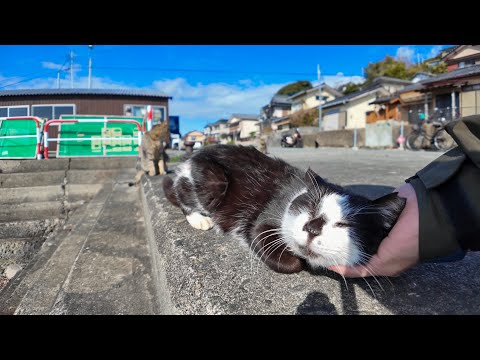 猫島で防波堤に座ると鼻インクハチワレちゃんがモフられに寄ってきた(YouTube)