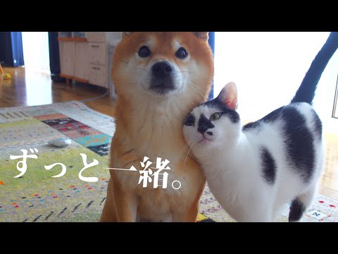 落ち込む柴犬を励ます猫の優しさに心温まる‥ラストも必見です。(YouTube)