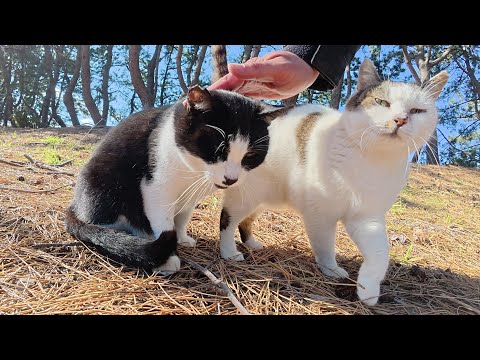 ハチワレ猫ちゃんが母猫と妹猫のところへ連れていってくれた(YouTube)