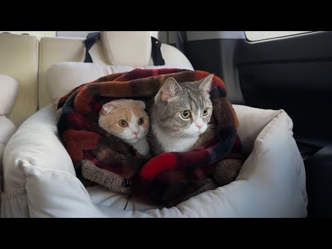 真冬に暖房が壊れたので猫たちと避難することになりました…(YouTube)