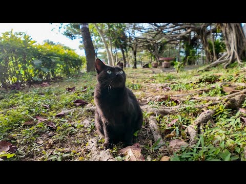 木の根っこの上で寝ていた黒猫ちゃん、人が来るとモフられに降りてくる(YouTube)