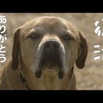 復活します！(YouTube)