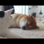 【癒し】柴犬の親分に全身でだいすきを表現する猫の姿が、これ。(YouTube)