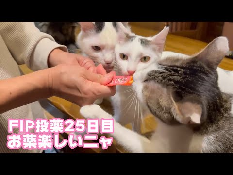 お薬が楽しいってよいことです笑  FIP投薬25日目  セナ＆ネオ    2025 02 20 1(YouTube)