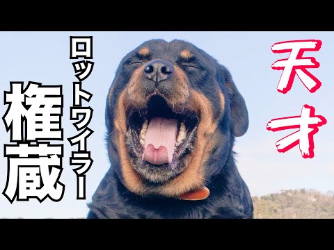 保健所の職員を襲ったロットワイラー権蔵くん実は天才犬？(YouTube)