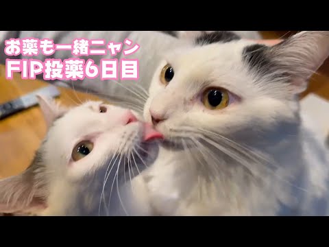 お薬も一緒ニャン  FIP投薬6日目 セナ＆ネオ  2025 02 01 2(YouTube)