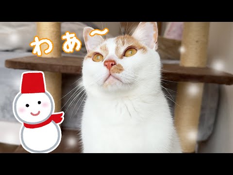 久々に雪が降って積もったので猫に見せたい！！(YouTube)