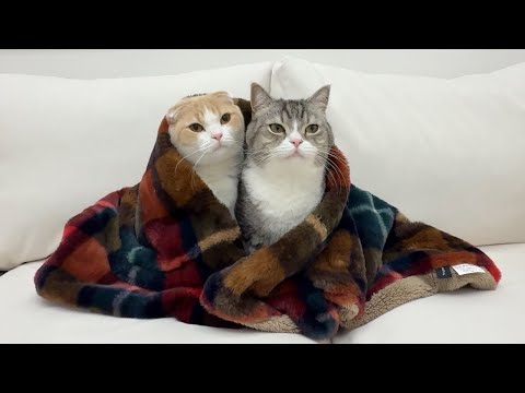 真冬に暖房が故障して寒がりな猫たちがこうなっちゃいました…(YouTube)