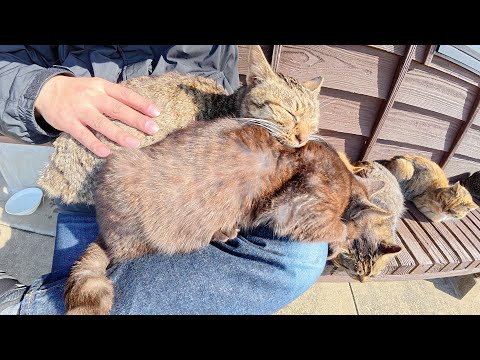 たくさんの猫達でベンチとひざの上が定員オーバーになったw(YouTube)