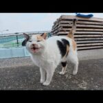 ハートマークの三毛猫が喉をゴロゴロと鳴らしながら甘えてきた(YouTube)