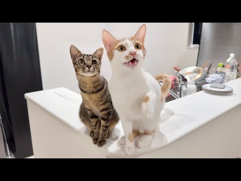 保護して里子に出した猫たちと久しぶりに再会したら2人とも大喜びでこうなっちゃいました笑(YouTube)